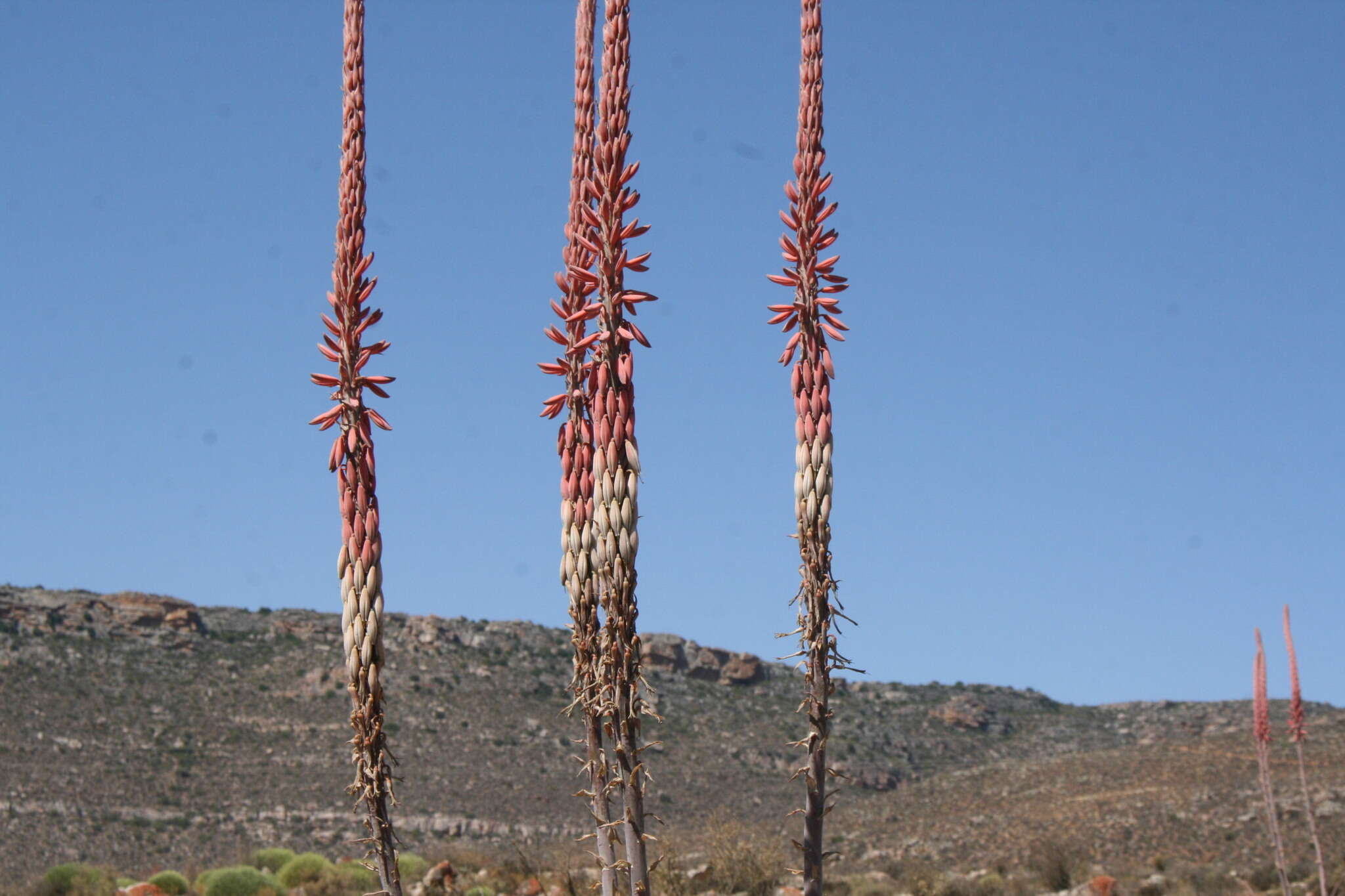 Image of Clanwilliam Aloe