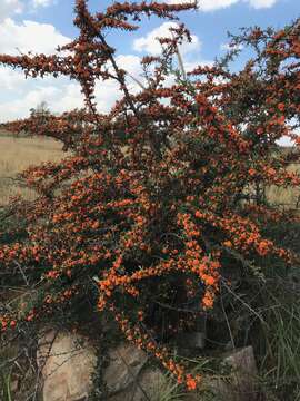 Image of narrowleaf firethorn