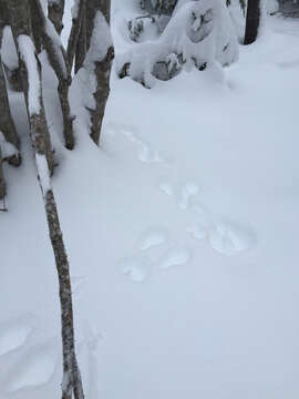 Image of snowshoe hare