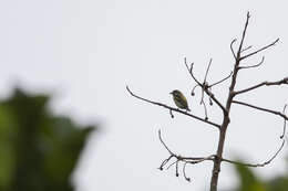 Image of Moustached Tinkerbird