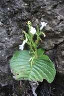 Image of Streptocarpus pusillus Harvey ex C. B. Clarke