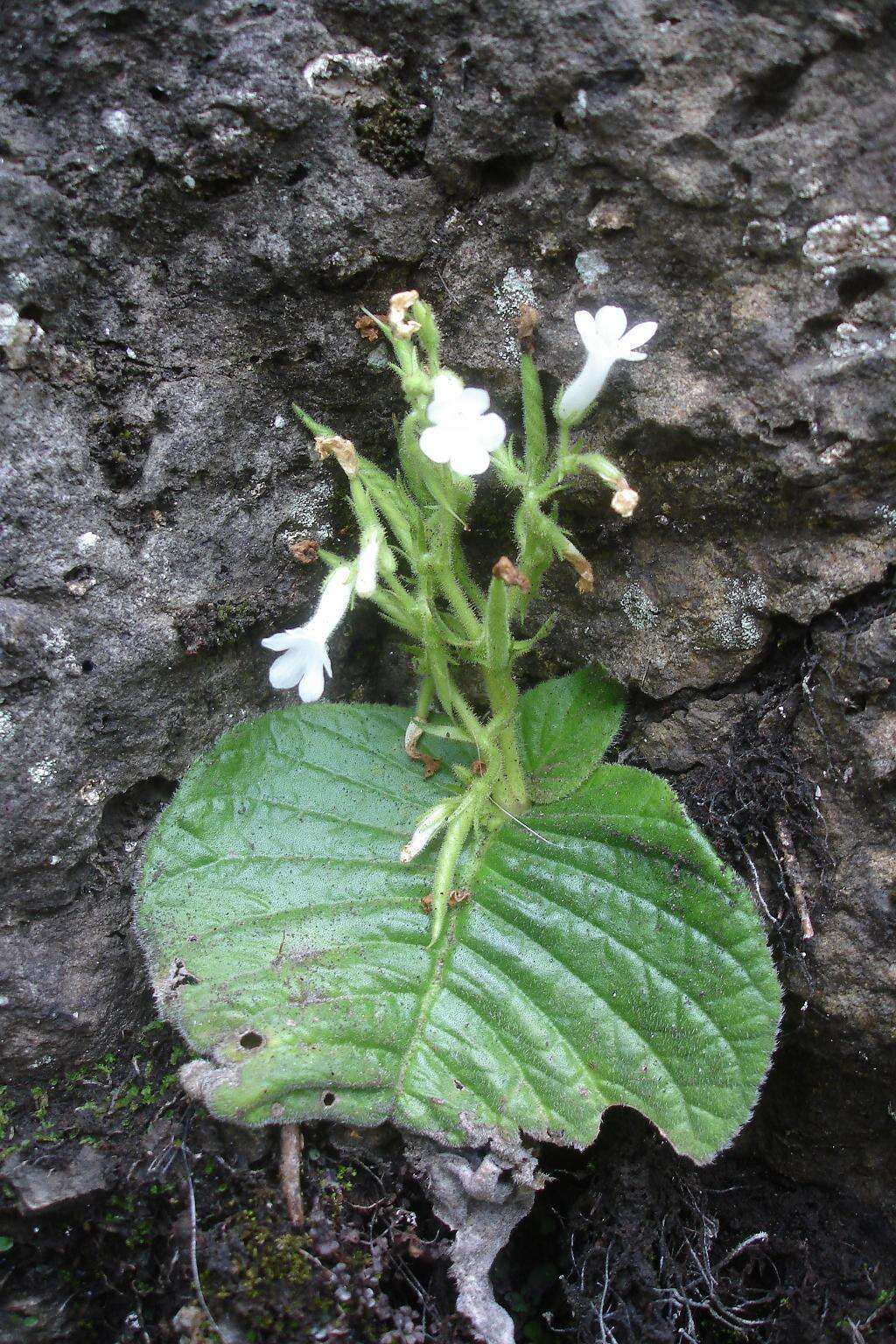 Image of Streptocarpus pusillus Harvey ex C. B. Clarke