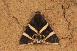 Grammodes ocellata Tepper 1890的圖片