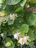 Pseuderanthemum carruthersii (Seem.) Guill. resmi