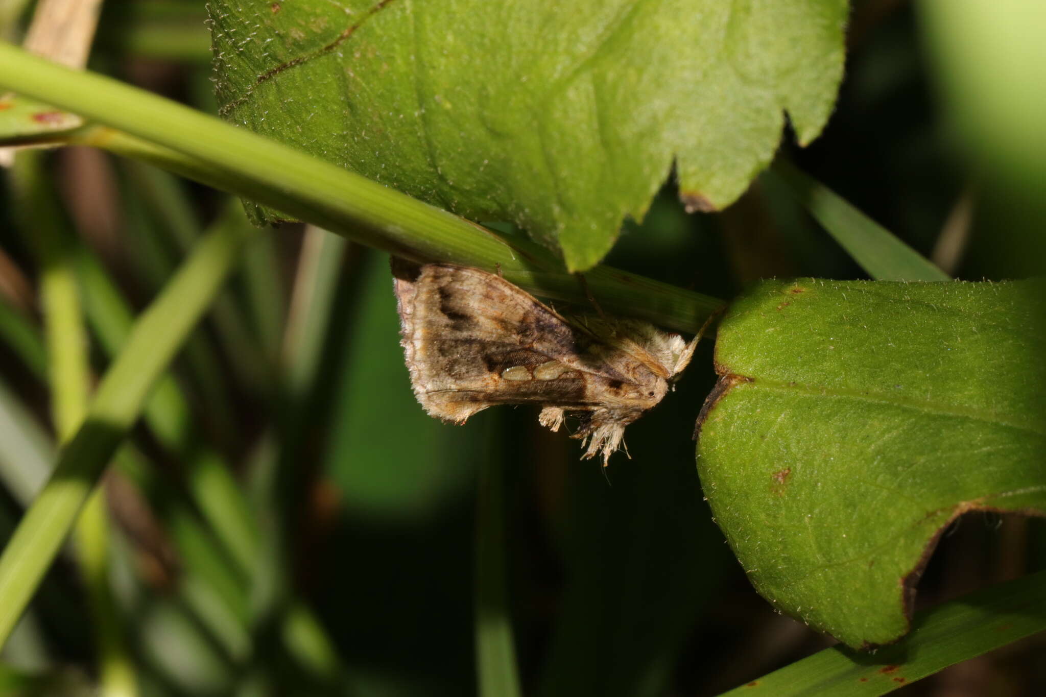 Image of Chrysodeixis acuta Walker 1857