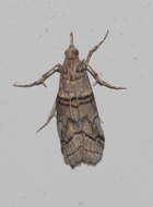 Image of Acrobasis romanella Millière 1869