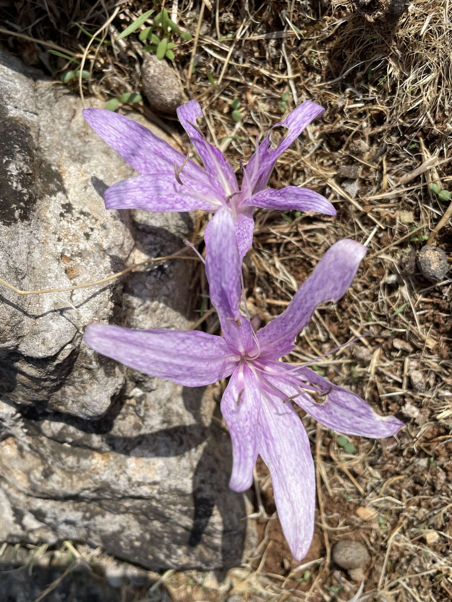 Sivun Colchicum variegatum L. kuva