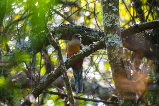 Image of Bar-tailed Trogon