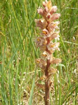 Imagem de Orobanche lutea Baumg.