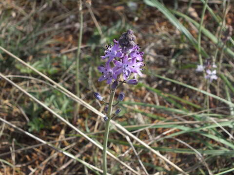 Image of autumn squill