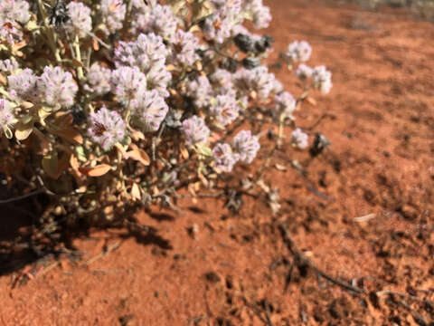 Ptilotus obovatus (Gaudich.) F. Müll.的圖片