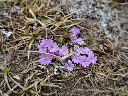 Image de Primula walshii Craib