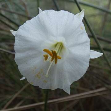 Image de Narcissus cantabricus DC.