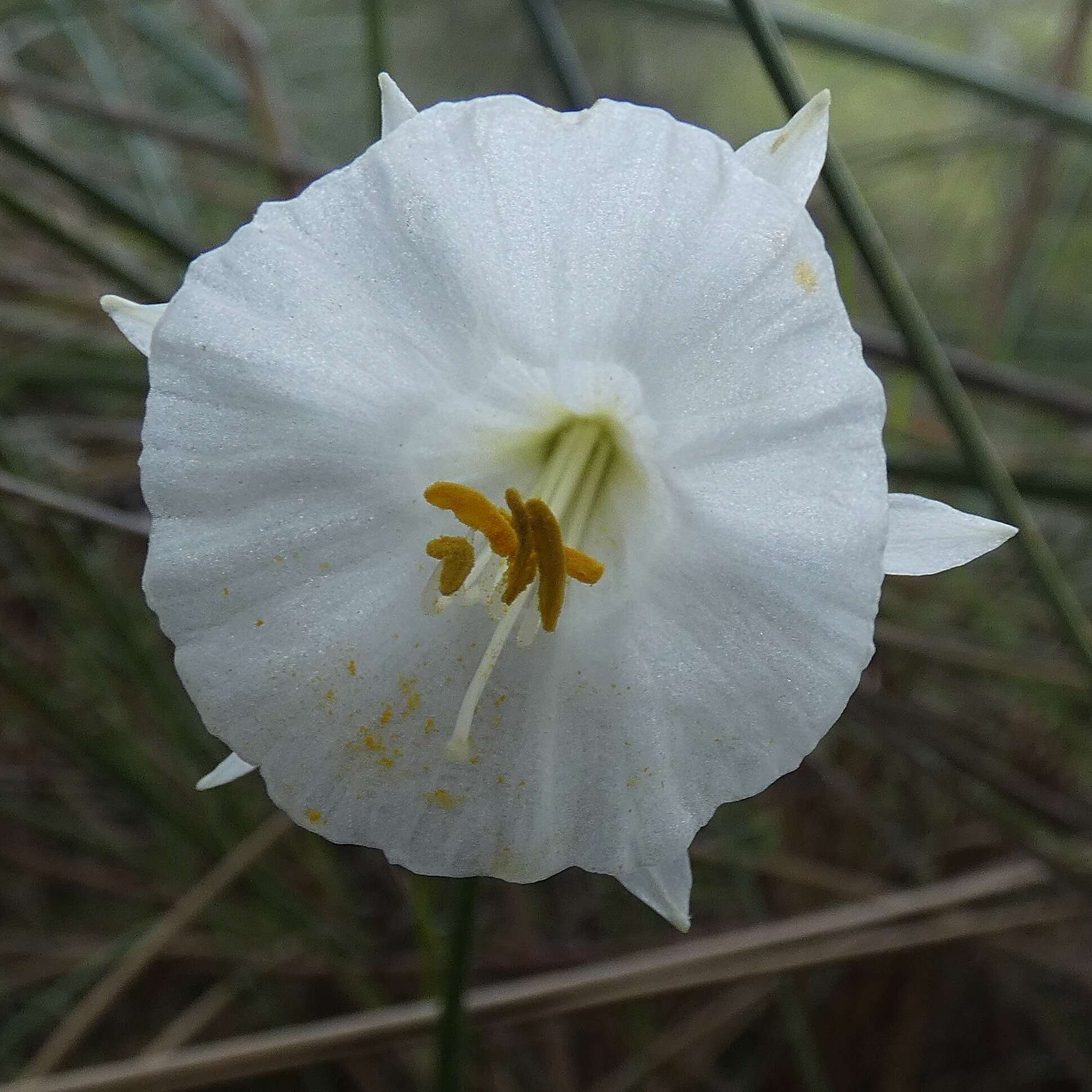 Image of Narcissus cantabricus DC.