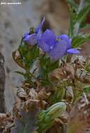 Image of Campanula laciniata L.