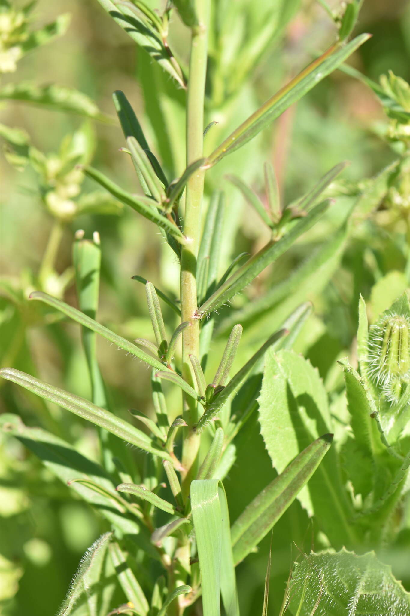 Image of Misopates calycinum (Vent.) Rothm.