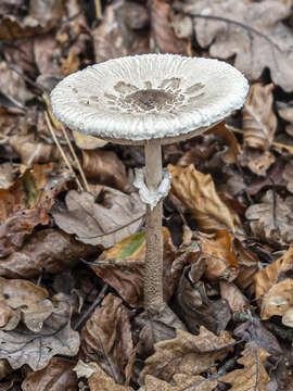 Image of Macrolepiota fuliginosa (Barla) Bon 1977