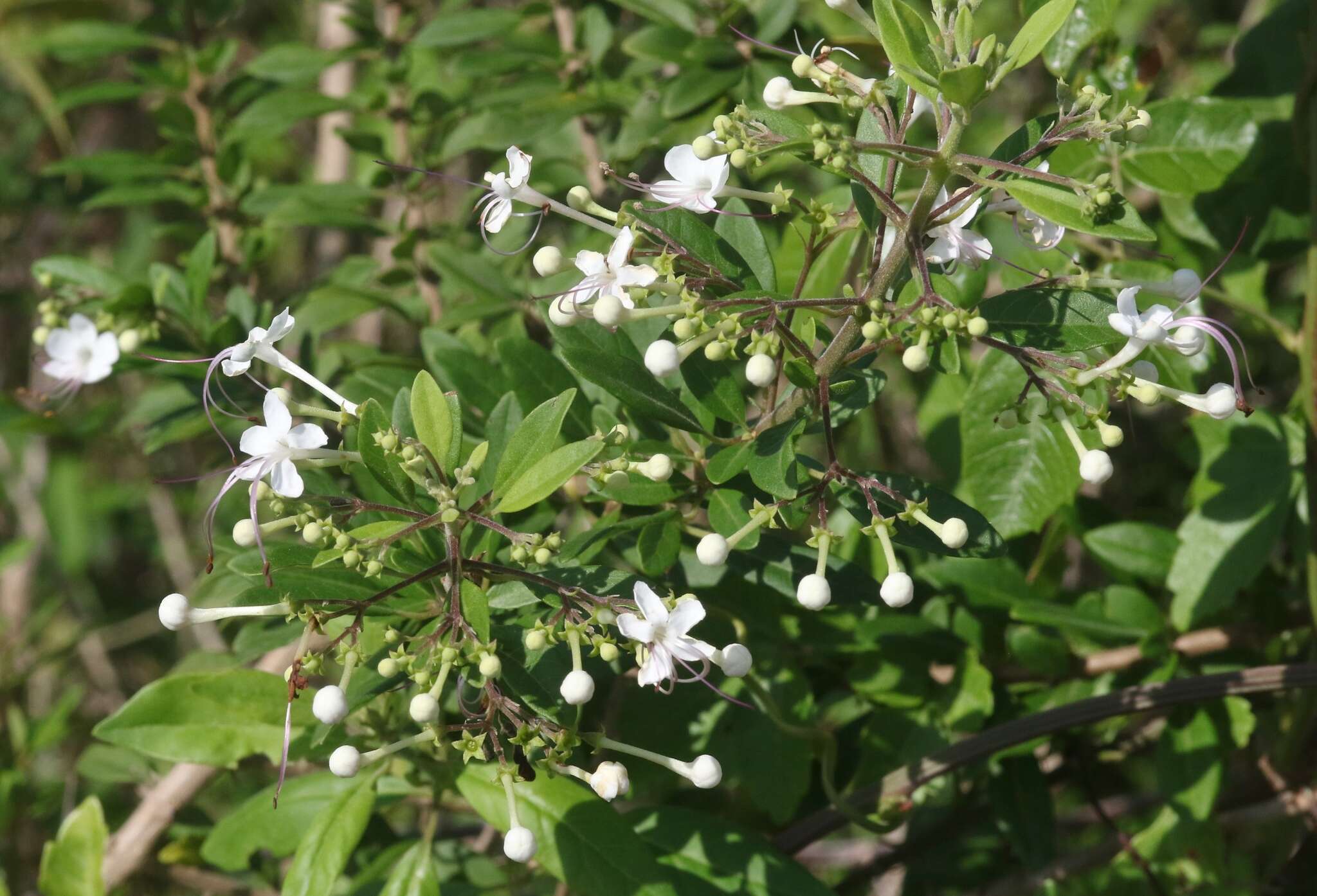 Imagem de Volkameria aculeata L.