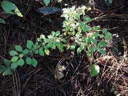 Image of Fuchsia thymifolia Kunth