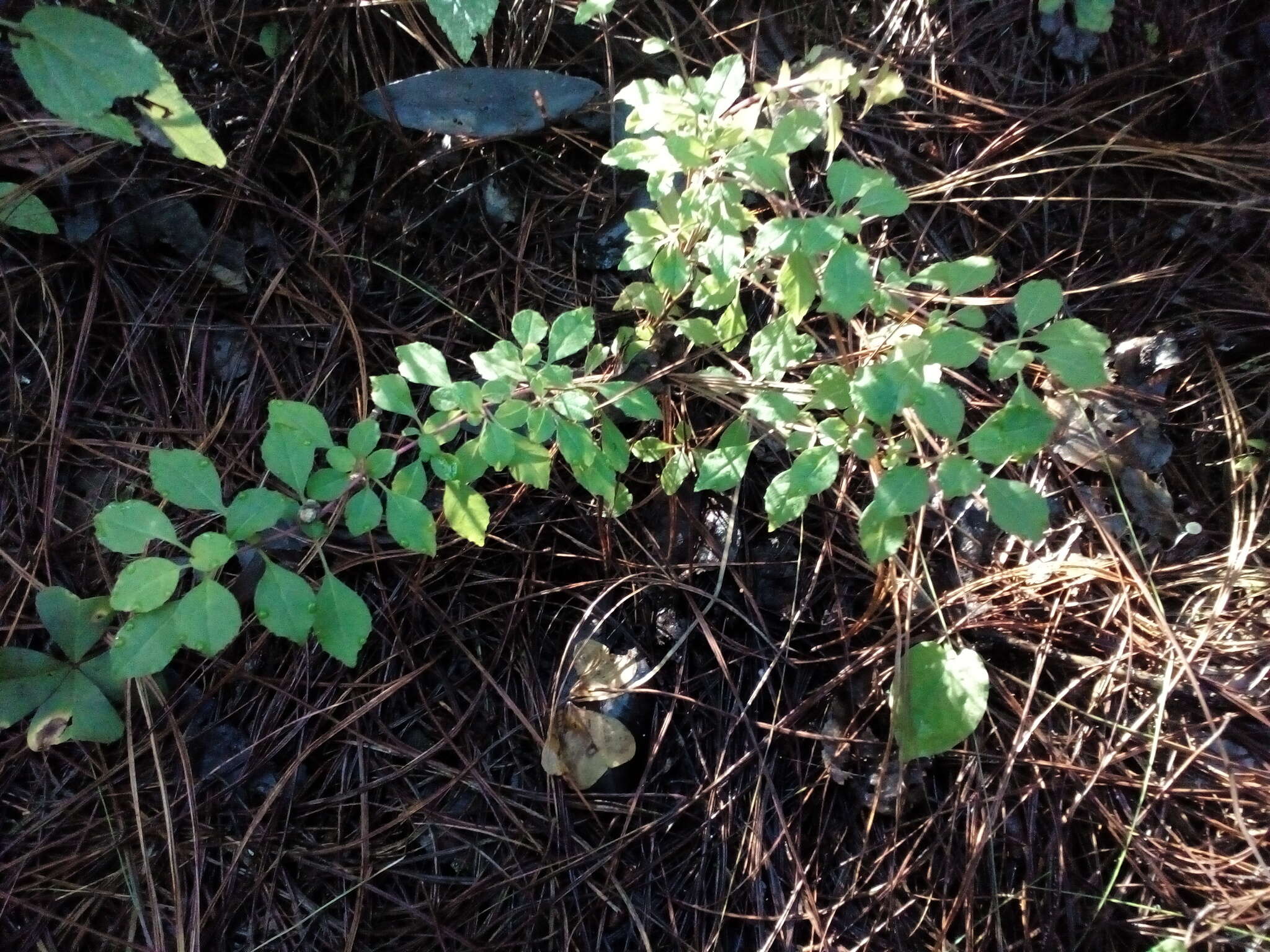 Image of Fuchsia thymifolia Kunth