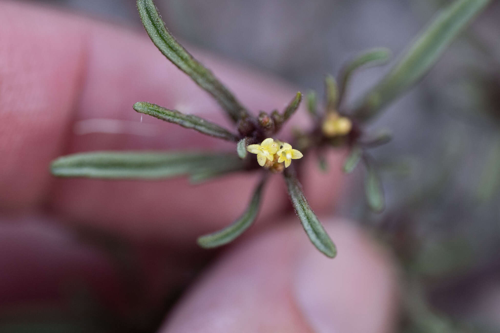 Imagem de Orochaenactis thysanocarpha (A. Gray) Coville