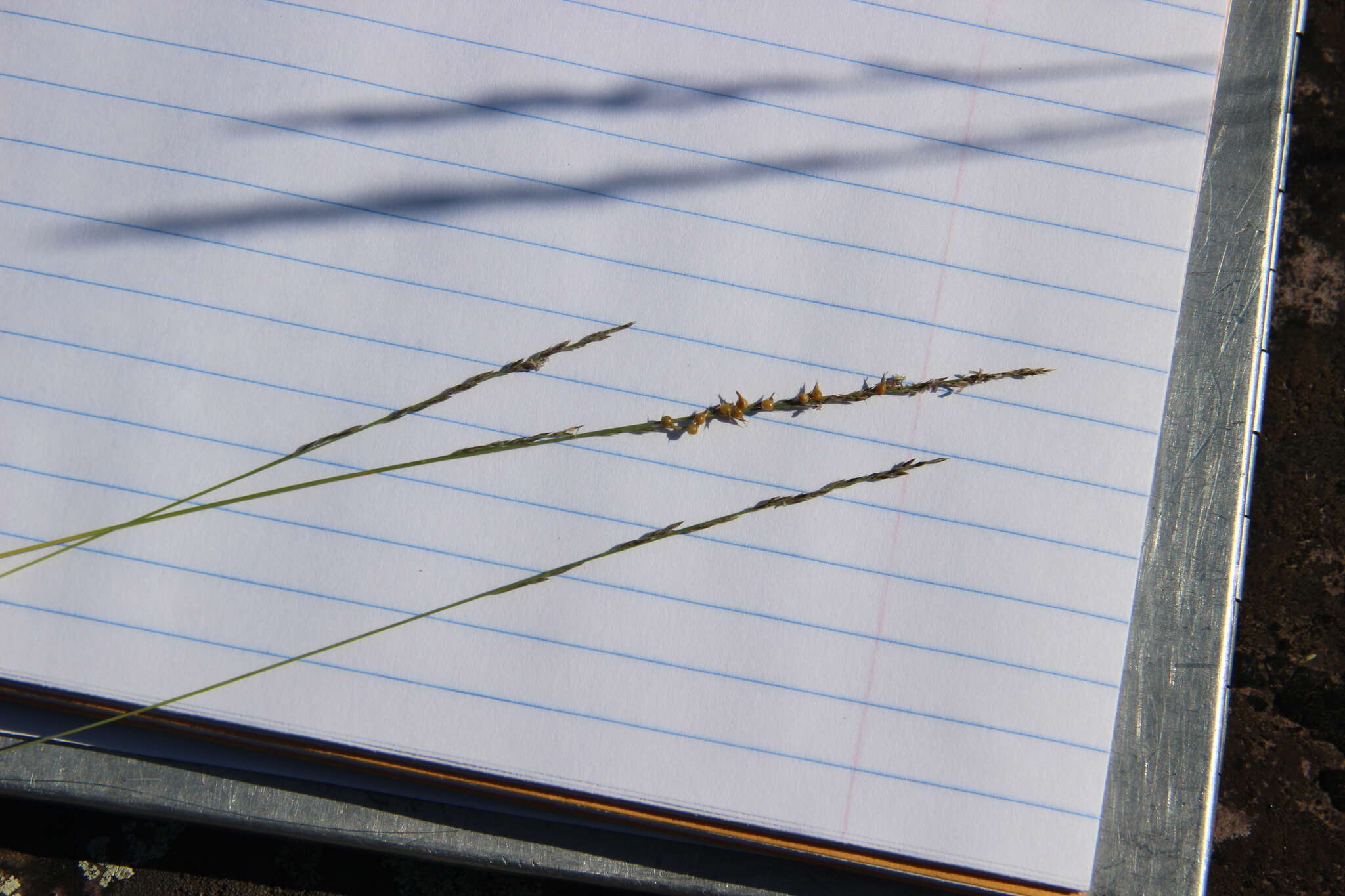 Image of plains muhly