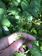 Image of Rough bedstraw