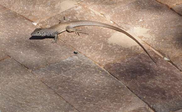 Image of Aspidoscelis tigris punctilinealis (Dickerson 1919)