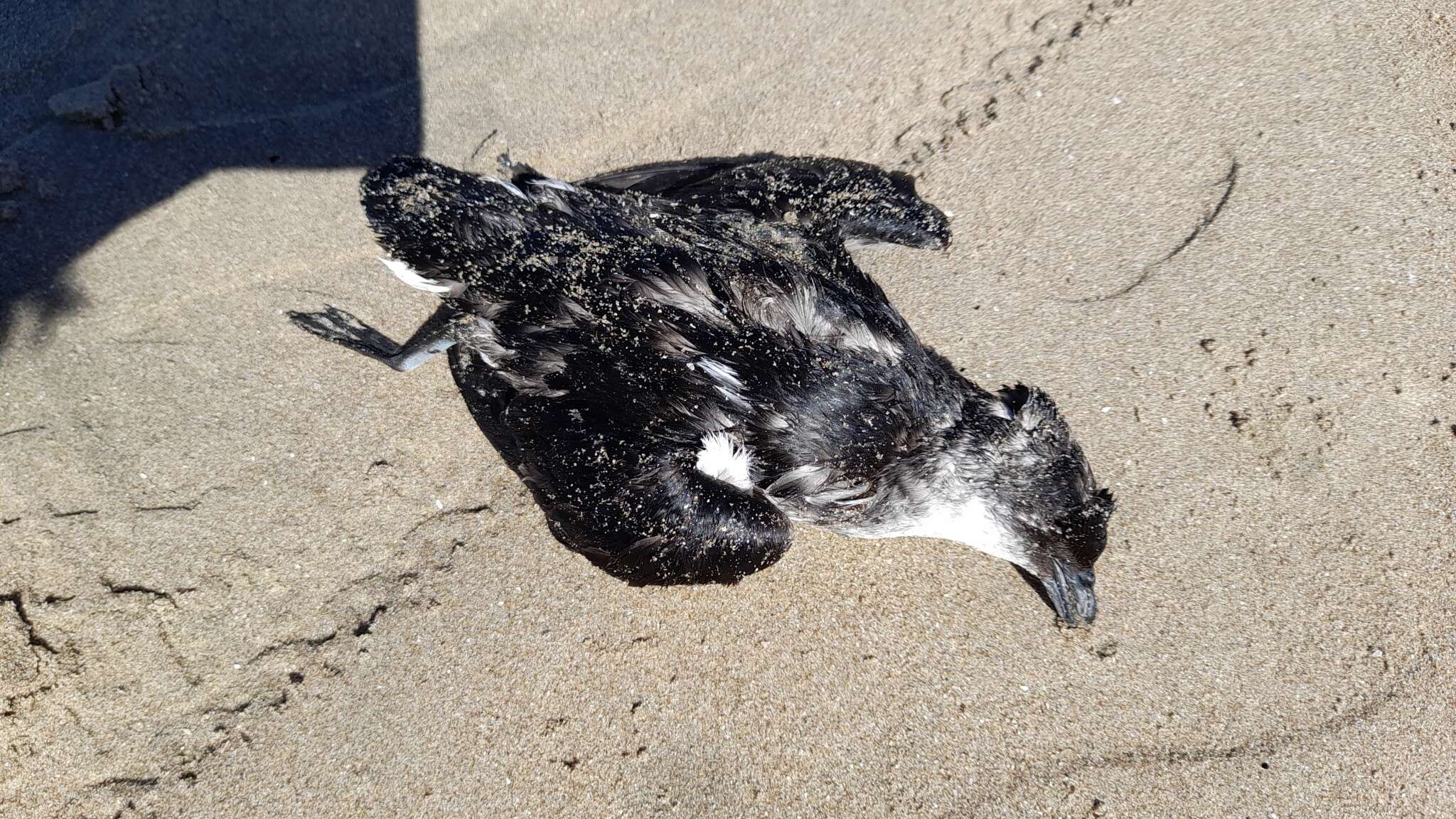 Image of Peruvian Diving Petrel