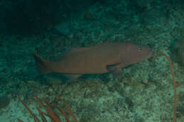 Image of Highfin coralgrouper