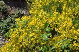 Image of Genista florida L.