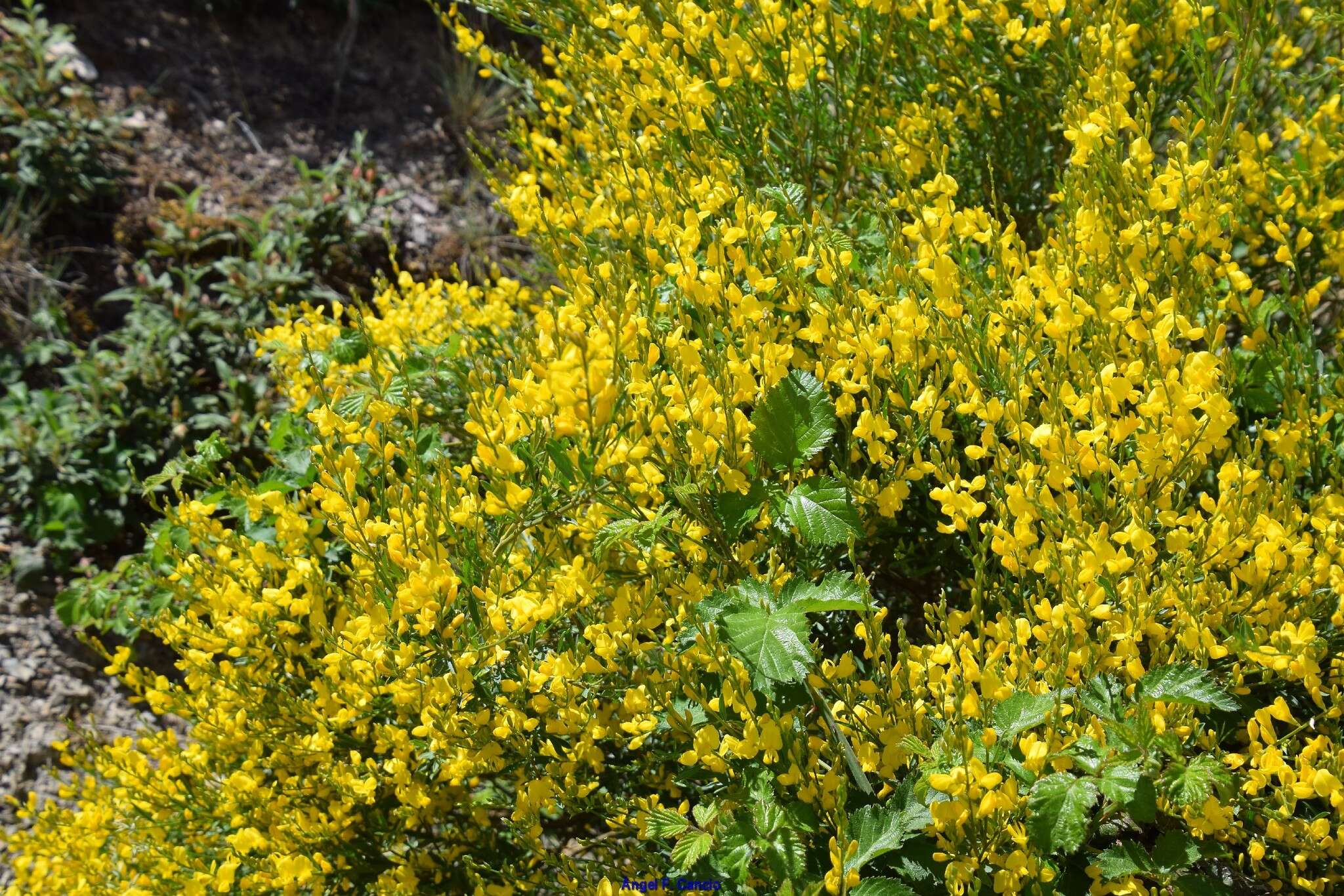 Image of Genista florida L.