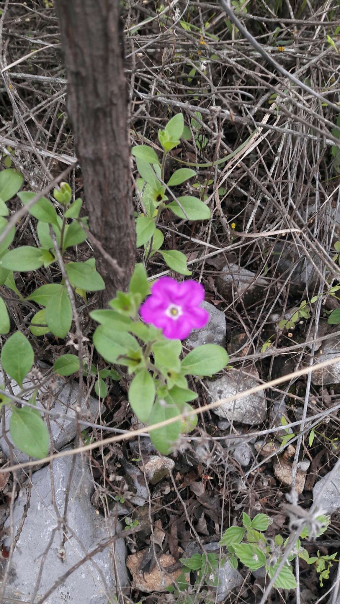 Image of Texas cupflower