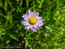 Image de Erigeron aliceae Howell