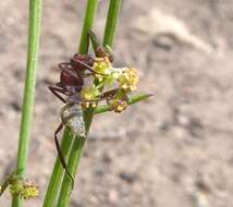 Plancia ëd Camponotus storeatus Forel 1910