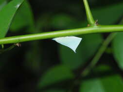 Image of Phylliana alba (Jacobi 1915)