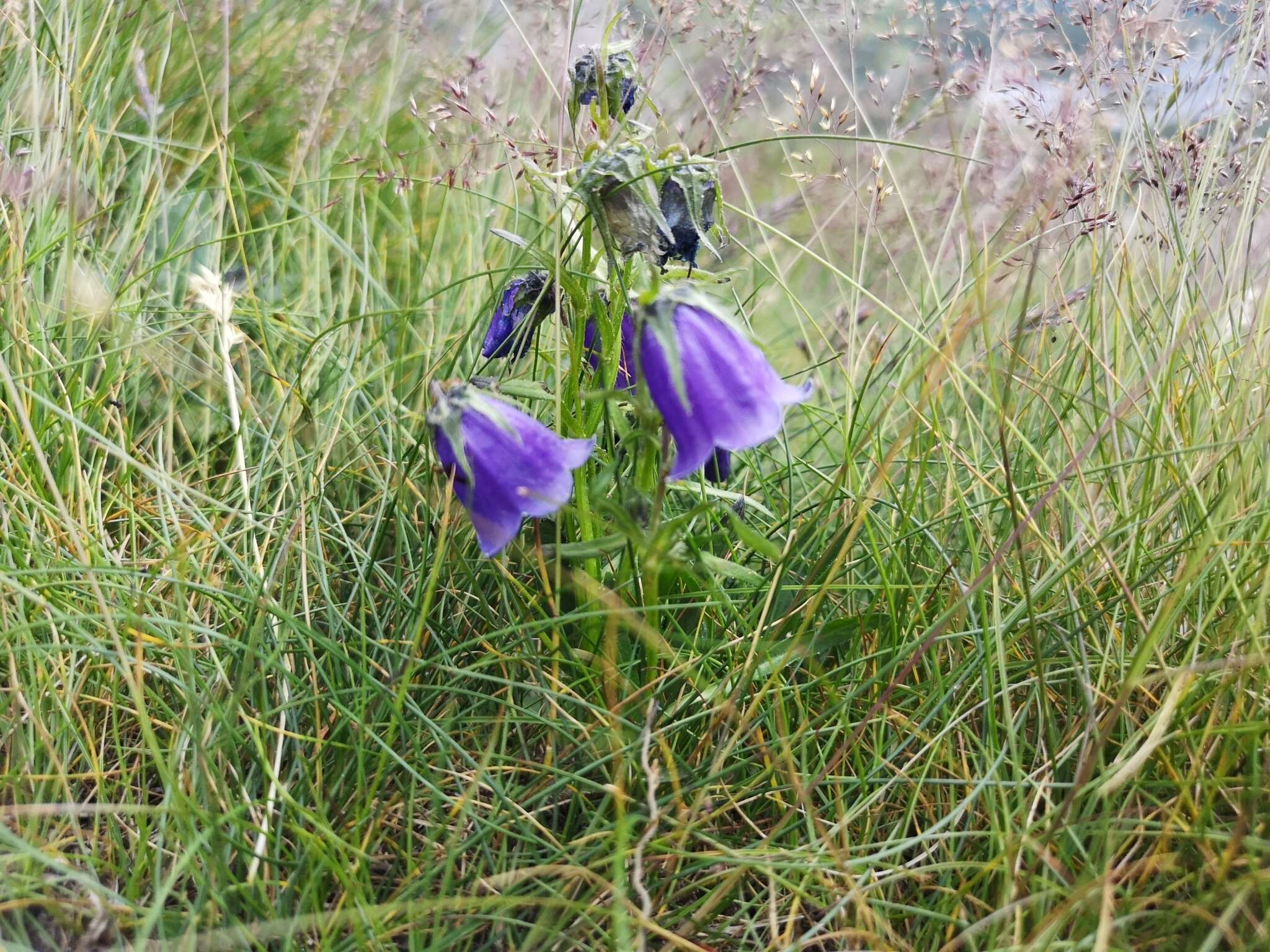 Image of Alpine Bellflower