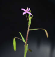 Image of Corynandra simplicifolia (Cambess.) Roalson