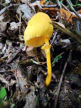 Слика од Leucocoprinus brunneoluteus Capelari & Gimenes 2004