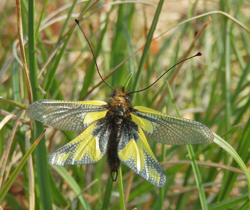 Image of Owly sulphur