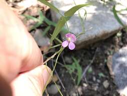 Plancia ëd Phaseolus acutifolius var. acutifolius