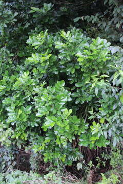 Image of Dysoxylum spectabile (Forst. fil.) Hook. fil.