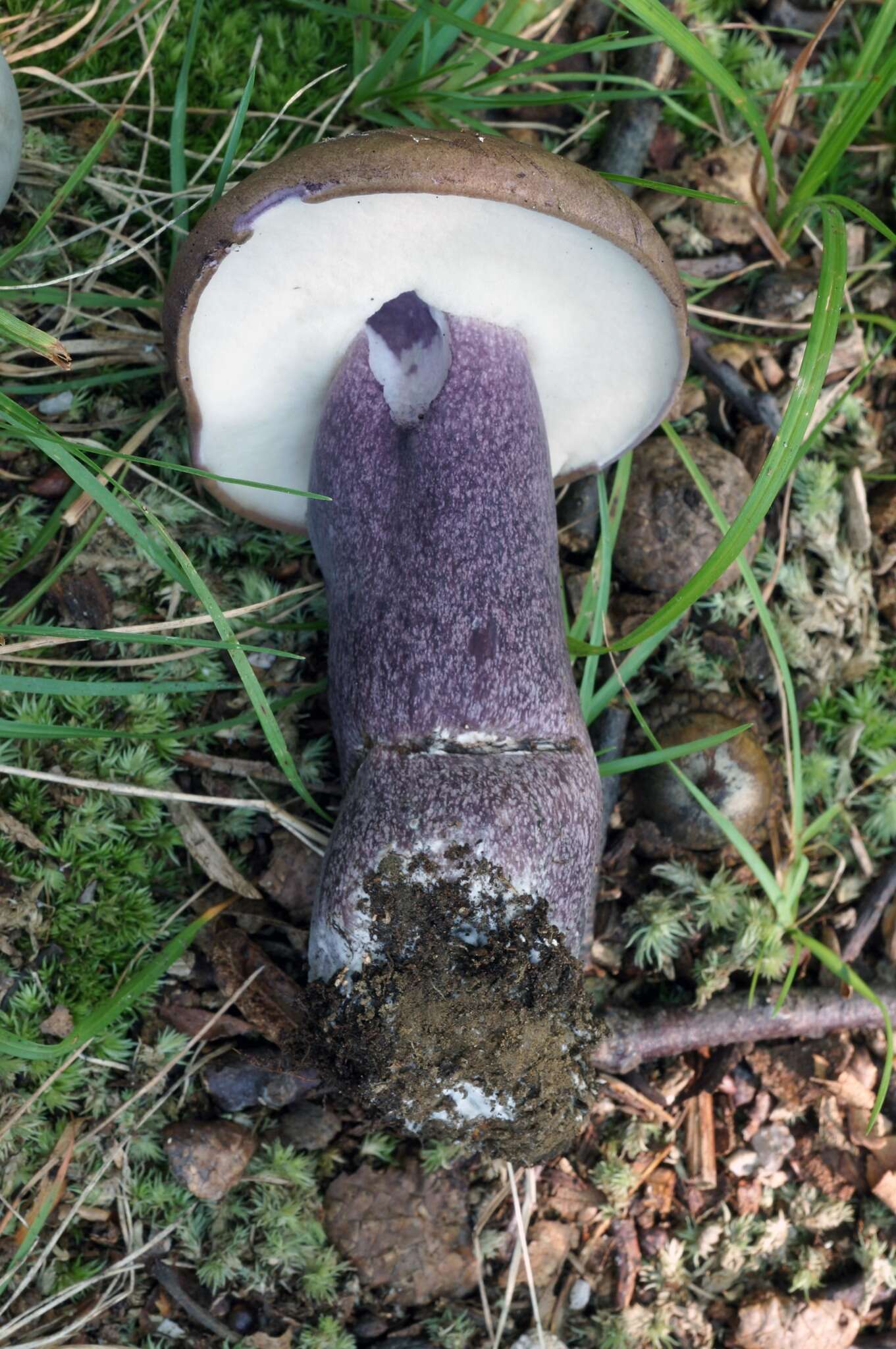 Image of Tylopilus plumbeoviolaceus (Snell & E. A. Dick) Snell & E. A. Dick 1941