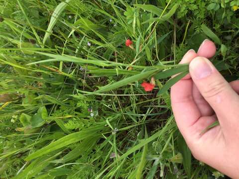 Image of Round-seeded Vetchling