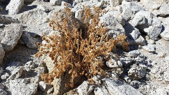 Image of rock nettle