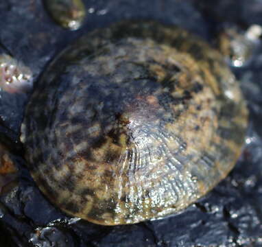 Image of Lottia scutum (Rathke 1833)