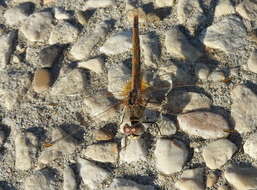 Image of Red-veined Darter