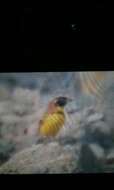 Image of Yellow-breasted Bunting