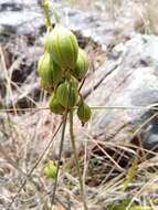 Image of Eulophia rutenbergiana Kraenzl.