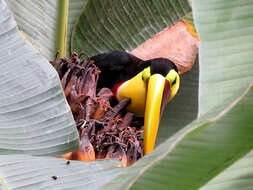 Plancia ëd Ramphastos ambiguus Swainson 1823